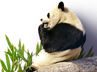 TinyPNG_官方地址渠道汇总 | 安全可靠不迷路